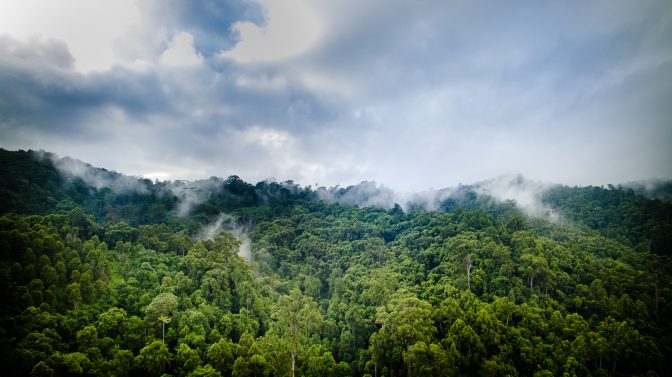 A greener 2025: What’s next for forests, climate finance and nature?